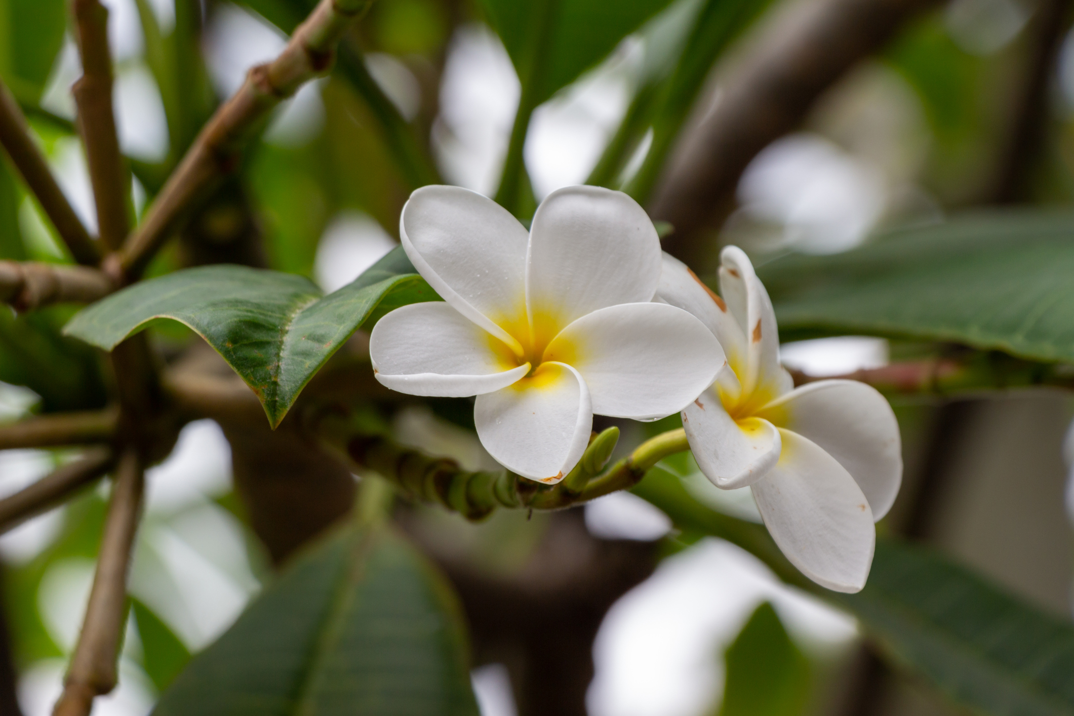 hoteles cheveres hoteles romanticos villeta
